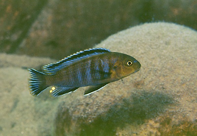 Pseudotropheus sp. 'variable mozambique' Chiloelo